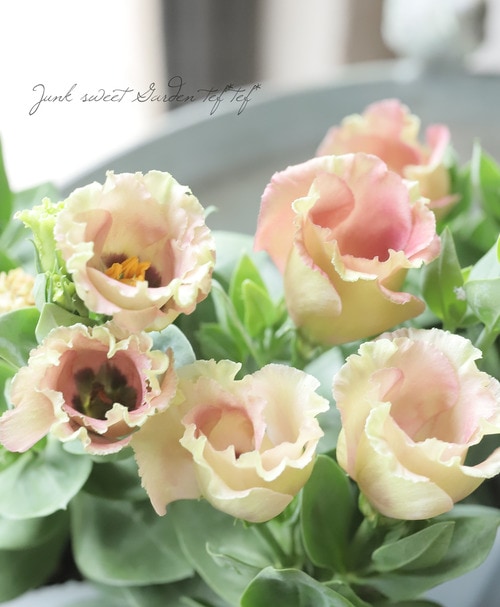 Junk sweet Garden tef*tef* |