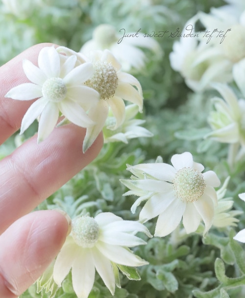 ���إե��ͥ�ե� �إ��󥸥��륭�塼�ȡ�