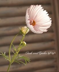 ��FLOWERAD��Ȭ���٤�������ȴ��ȾȬ�ź餭�����⥹ �إ��åץ������� ����MIX
