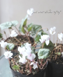 �ɺ������亮�����󡡡إإǥ�ե��ꥦ��١������