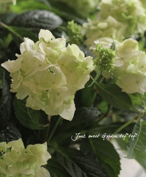 あじさい 吉岡麗子さん生産<BR>山あじさい<BR>『白扇』6号鉢 | あじさい