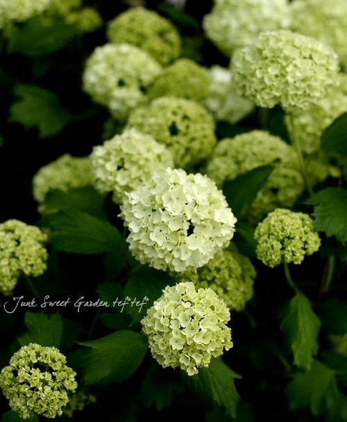 ビバーナム ビバルナム スノーボール すべての商品 Junk Sweet Garden Tef Tef