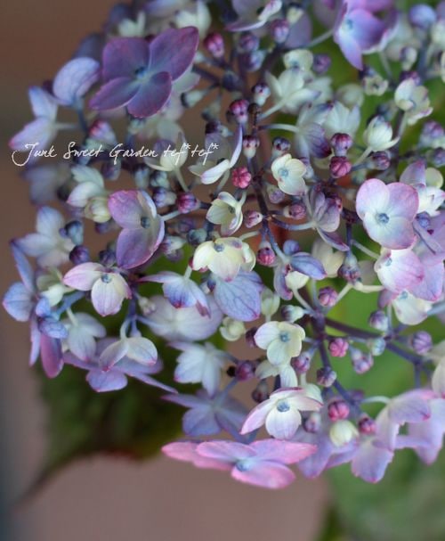 虹色花です。 虹色風鈴 | 製品特集 | MAGAZINE | Sghr