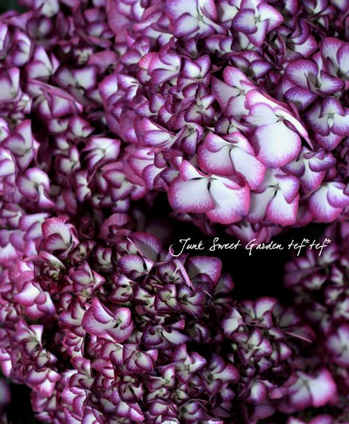 紫陽花 紫陽花<BR>『ジャパーニュ・ミカコ・ブルー』<BR>5号鉢 | あじさい