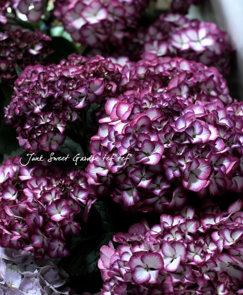 紫陽花　美品 楽天市場】アジサイ 美雲の通販