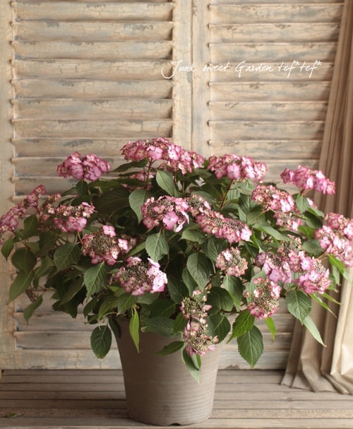 あじさい 開成町のあじさいまつりがいよいよ開催！ あじさい花酵母の日本酒を