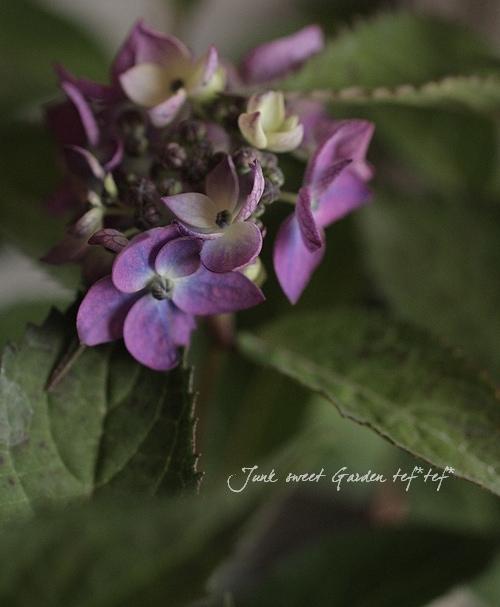 山紫陽花 Br シックなお色の 七変化 Br 5号鉢咲き始め あじさい Junk Sweet Garden Tef Tef