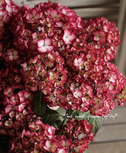 ♬大人気❤ジュネス Monavie 4本 　アサイー ジュース　訳アリ　半額以下 NEW楽ちん3ウェイシューズ | 指枕のある履物｜みあしびじん