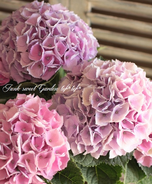 I Hydrangea I Br Br 秋色紫陽花品種 Br 西安 シーアンピンク すべての商品 Junk Sweet Garden Tef Tef I Hydrangea I Br Br 秋色紫陽花品種 Br 西安 シーアンピンク すべての商品 Junk Sweet Garden Tef Tef