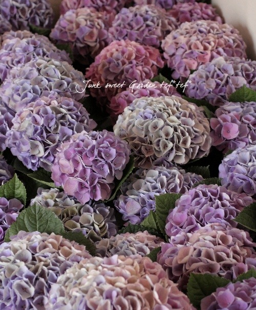 紫陽花 紫陽花 Hydrangea 上総豊原村 Toyohara Village, Kadzusa, Nippon 😻💜🦌