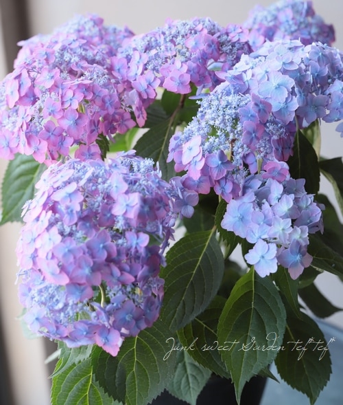 てまり山紫陽花 『渥美の虹丸』 | すべての商品 | | Junk sweet Garden
