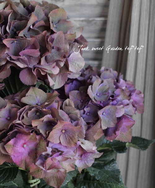 紫陽花 新善光寺HP-紫陽花の丘