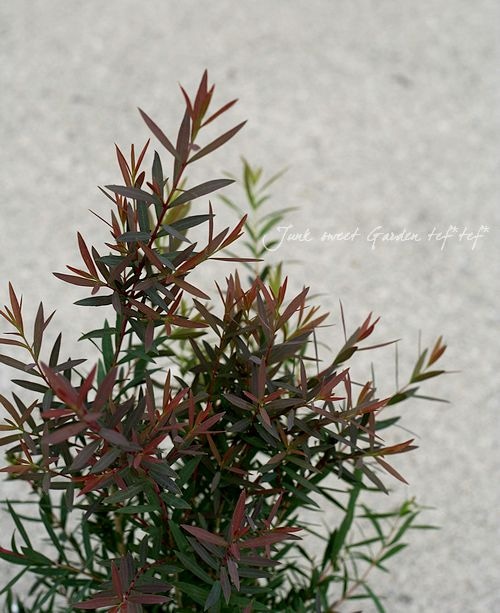 【SEC❗️高さ140㎝前後】メラレウカ　レッドジェム　2本セット Amazon.co.jp: ITANSE メラレウカ・レッドジェム4.5号鉢 1個売り