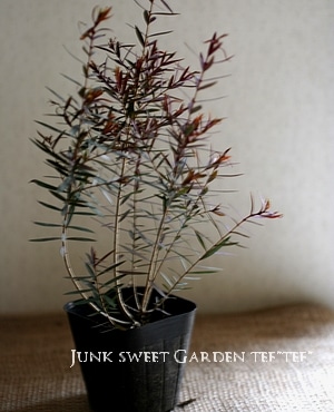 【SEC❗️高さ140㎝前後】メラレウカ　レッドジェム　2本セット Amazon.co.jp: ITANSE メラレウカ・レッドジェム4.5号鉢 1個売り