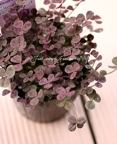 紫葉クローバー<BR『｢プルプレア』 | すべての商品 | | Junk sweet