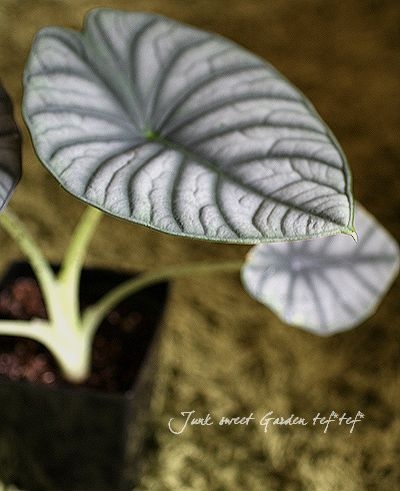 マットで渋い黒葉！<BR>アロカシア<BR>おそらく『エレーン』 | すべて