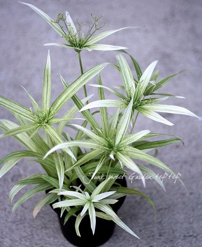 シペラスメイウィンド苗 シペラス<BR>『メイウィンド'』 | すべての商品 | | Junk sweet Garden