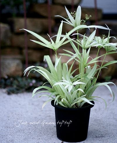 シペラスメイウィンド苗 シペラス<BR>『メイウィンド'』 | すべての商品 | | Junk sweet Garden