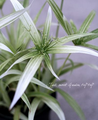 シペラス<BR>『メイウィンド'』 | すべての商品 | | Junk sweet Garden