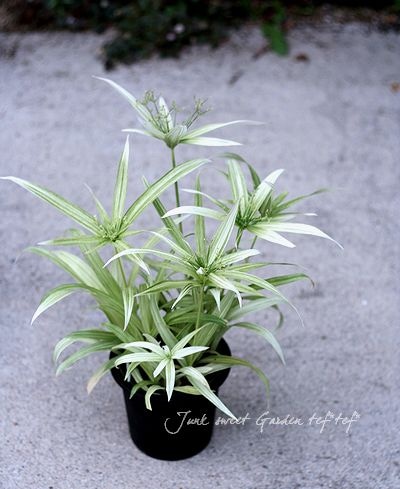 シペラスメイウィンド苗 シペラス<BR>『メイウィンド'』 | すべての商品 | | Junk sweet Garden