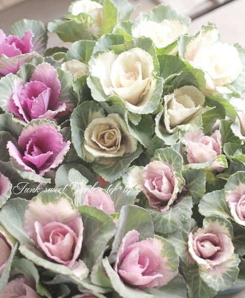 牡丹と花盛り 牡丹 花盛り。初夏の心地よい風と共に馥郁とした香りを運んでくれます