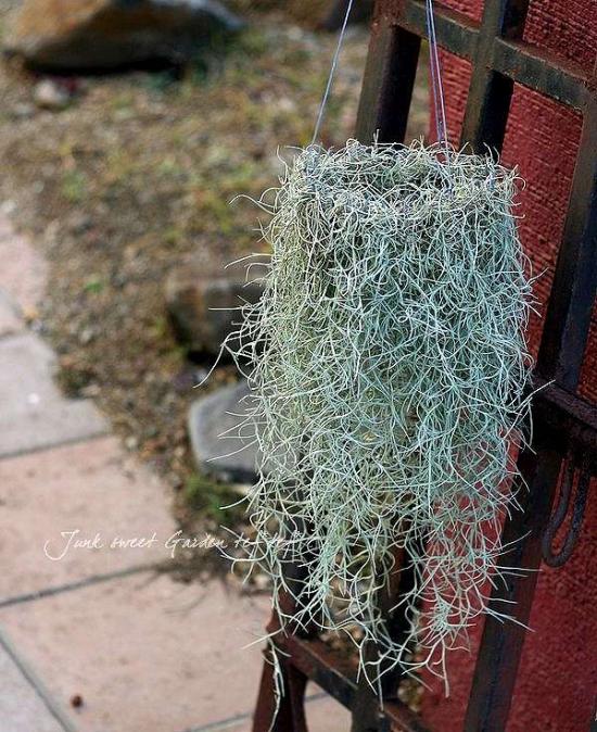 エアープランツ*<BR>『チランドシア・ウスネオイデス』<BR