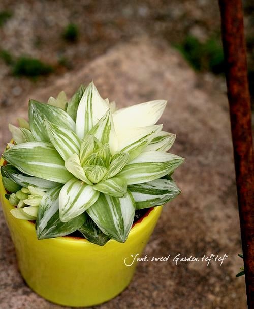 斑入りハオルチア<BR>『美サラダ葉』 | すべての商品 | | Junk sweet