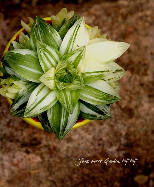 ハオルチア⭐️ 月の恋人⭐️ 斑入り 美苗　美品　発根済み。 ハオルチア⭐️ 月の恋人⭐️ 斑入り 美苗 美品 発根済み。 楽天市場