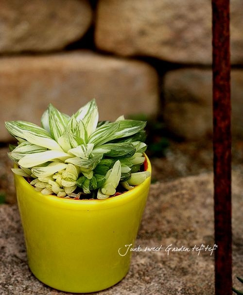 ハオルチア⭐️ 月の恋人⭐️ 斑入り 美苗　美品　発根済み。 花 苗 山野草：ハオルチア 斑入りシンビフォルミス 現品販売 No.2