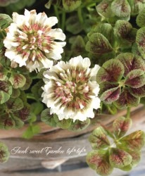 ߤȱݥ󥸥륯С إޥå 