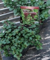 <i>Origanum laevigatum</i><BR><BR>פǥåʥϡ<BR>쥬<BR>إإϥ