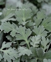 ����<BR>���˹����륿���ע�<BR>�إ���ƥߥ�����