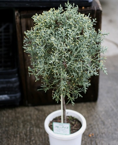 クプレッサス・ブルーアイス | すべての商品 | | Junk sweet Garden