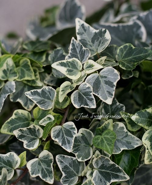 ヘデラ　ホワイトワンダー　5本カット根あり ヘデラ ホワイトワンダー 観葉植物 3.5号/お買い得4個セット カラー