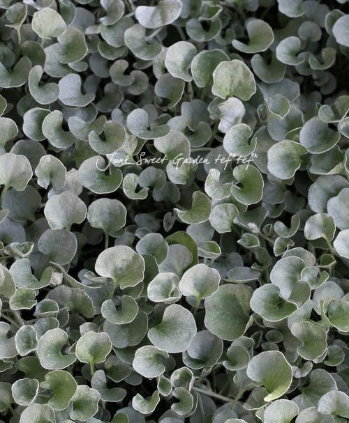 ディコンドラ Br シルバーフォール Br 3寸苗 すべての商品 Junk Sweet Garden Tef Tef