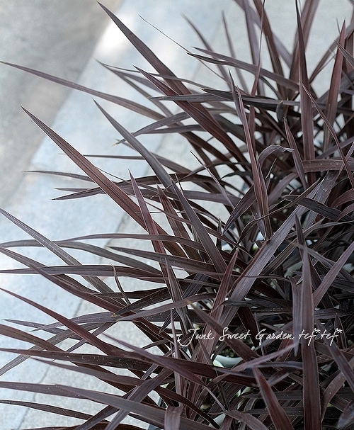i>Cordyline indivisa ”Red Star”</i><BR><BR>コルジリネ<BR>『レッド