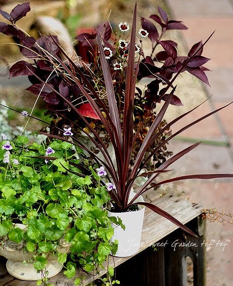 コルジリネレッドスター i>Cordyline indivisa ”Red Star”</i><BR><BR>コルジリネ<BR>『レッド