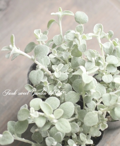 向日葵みたいなヘリクリサム ランダム9輪 008000000163_cikEmYY.jpg