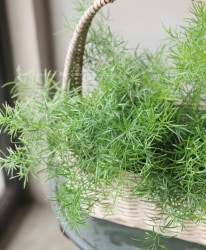 Ѿѥѥ饬إץ󥲥꡼