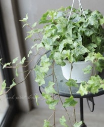 �إǥ顦�إ�å������إ���ե���˥�������ɡ� ��No.5��