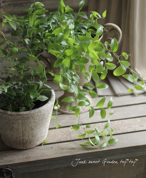 観賞用アスパラガス 『スマイラックス』 | すべての商品 | | Junk