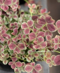 �ߤ�ȱ�ݥ��󥸥��륯�����С��إ��祳���