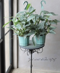 �ڴ��տ�ʪ�� �ե����ǥ�ɥ��� �إ���С��᥿���