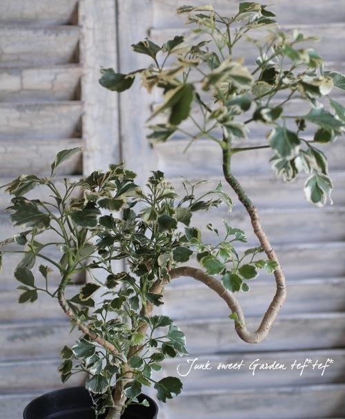 【珍しい樹形】ポリシャス トルネード 観葉植物 インテリアグリーン 珍しい樹形】ポリシャス トルネード 観葉植物 インテリア