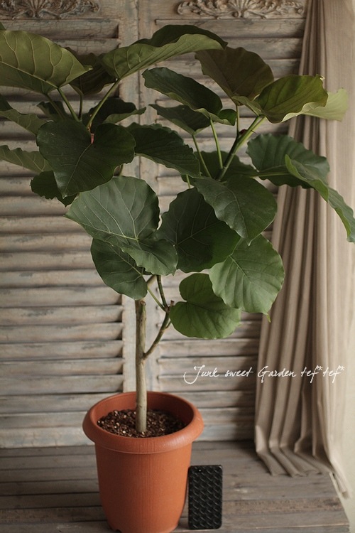 観葉植物　ウンベラータ 観葉植物*<BR>『ウンベラータ』<BR>高さ約95cm | すべての商品