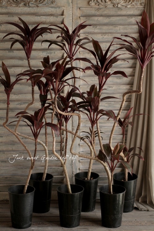 現品］ドラセナ 紅光 コルディリネ 8号 観葉植物 室内 大型 おしゃれ