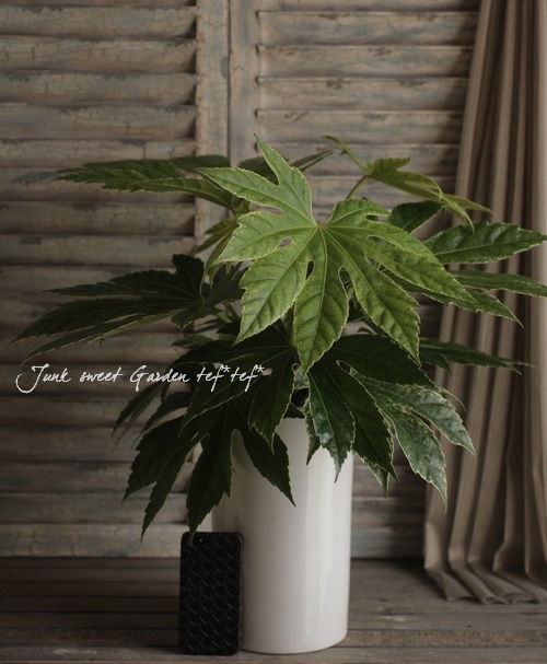 観葉植物 陶器鉢 Br 屋外日陰もok Br ヤツデ ツムギシボリ Leaf Species 観葉植物 Junk Sweet Garden Tef Tef