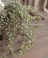 ���Τޤ޾��ä���Ũ��<BR>�ߥꥪ��ϡ��Ȥο��<BR>�ǥ������ǥ������������