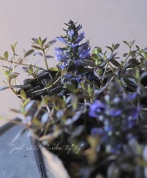 �����奬���إ��祳�졼�ȥ��åס�