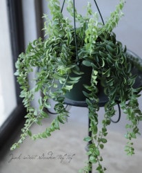 �ڴ��տ�ʪ�ۡ��������ʥ󥵥����إ���饤����